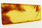 Detailed Fossil Winged Ant (Formicidae) In Baltic Amber #272662-1